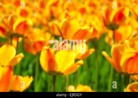 Unschärfe Hintergrund Blumen Tulpen blühen Stockfoto