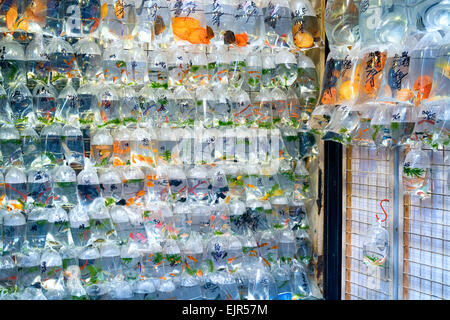 Aquarium Fisch in Plastiktüten zum Verkauf in der Goldfish Market in Mong Kok, Hong Kong angezeigt. Stockfoto