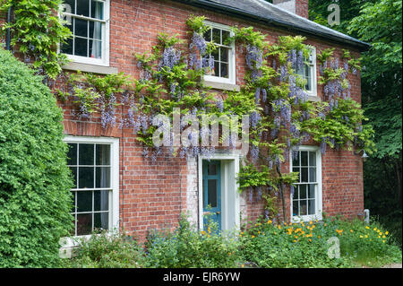 Wisteria Sinensis wächst auf der Vorderseite eine alte rote Haus, Wales, UK. Stockfoto