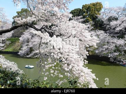 Tokio, Japan. 31. März 2015. Kirschblüten in voller Blüte sind neben Chidorigafuchi Graben in Tokio, Japan, 31. März 2015 gesehen. Bildnachweis: Ma Ping/Xinhua/Alamy Live-Nachrichten Stockfoto
