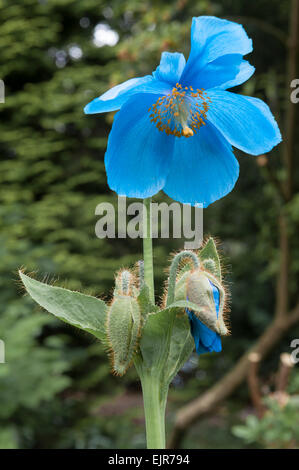 Meconopsis Betonicifolia, die Himalayan Blue Poppy, in einem walisischen Garten Stockfoto