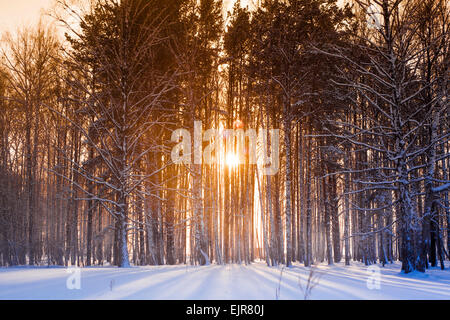 Sonne durch die Bäume im verschneiten Wald Stockfoto