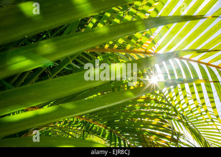 Niedrigen Winkel Ansicht der Sonne durch Palmwedel Stockfoto