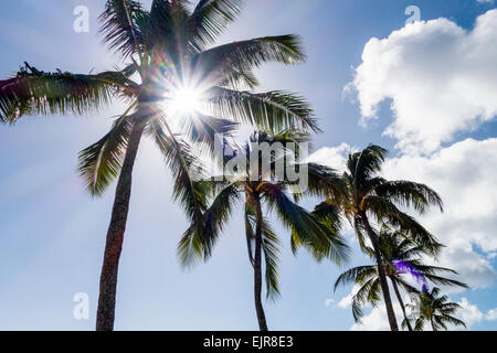 Niedrigen Winkel Ansicht der Sonne durch Palmen Stockfoto