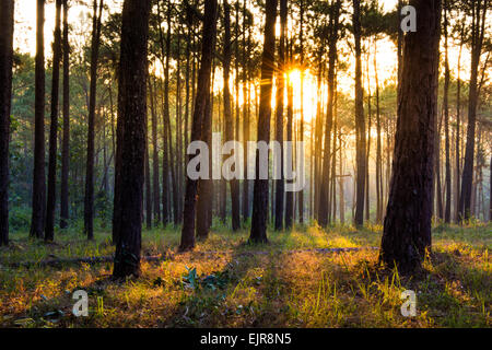 Sonnenstrahl shinning dachte Nebel von Pinien Wald Stockfoto