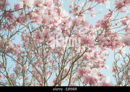 Niedrige Winkel Ansicht der blühenden Baumzweige rosa Frühlingsblumen Stockfoto