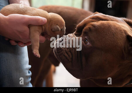 Nahaufnahme von Schnupfen Welpen Hund Stockfoto