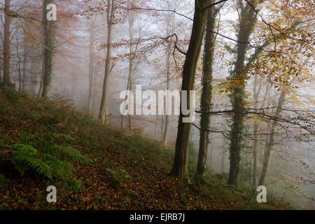 Nebel im Wald. Einem nebligen Herbstmorgen in Leigh Woods außerhalb Bristol, England, UK Stockfoto