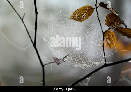 Nebel im Wald. Ein Spinnennetz gegründet im Unterholz an einem nebligen Herbstmorgen Leigh Woods, Bristol, England, UK Stockfoto