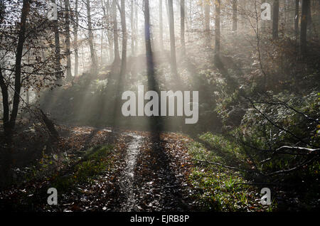 Nebel im Wald. Einem nebligen Herbstmorgen in Leigh Woods außerhalb Bristol, England, UK Stockfoto