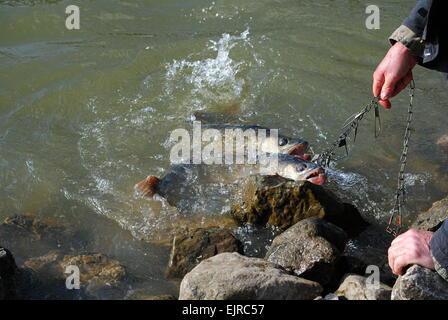 Walleyes gefangen im zeitigen Frühjahr, Kälte, Ohio, U.S.A. Stockfoto