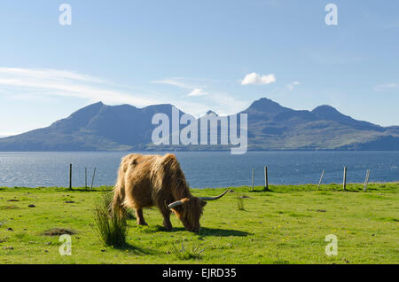 Hochlandrinder Insel eigg Stockfoto