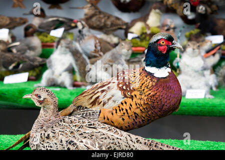 Gefülltes Federwild und Fasane auf dem Display Chatsworth Country Fair Derbyshire England Stockfoto