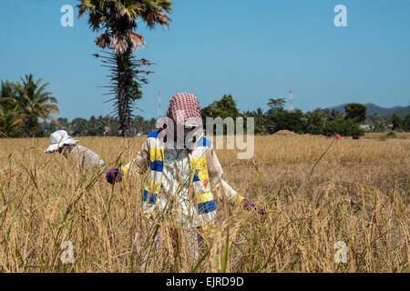 Erntezeit in Kambodscha, Asien. Stockfoto