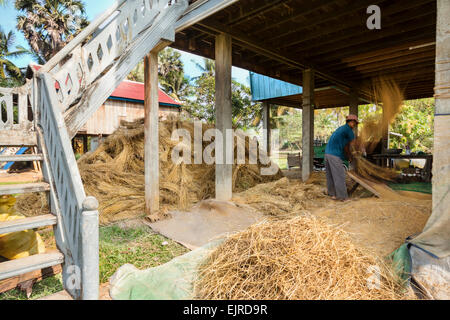 Erntezeit in Kambodscha - Reis in traditionellen alten Weg zu dreschen. Stockfoto