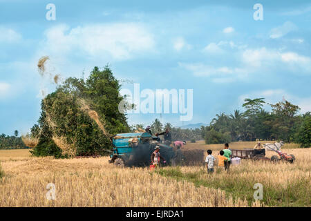 Erntezeit in Kambodscha, Asien. Dreschmaschine auf dem Reisfeld. Stockfoto