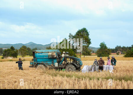 Erntezeit in Kambodscha, Asien. Dreschmaschine auf dem Reisfeld. Stockfoto
