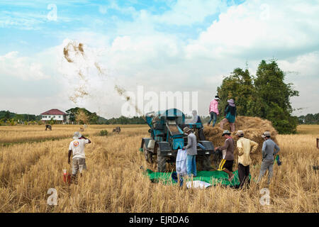 Erntezeit in Kambodscha, Asien. Dreschmaschine auf dem Reisfeld. Stockfoto