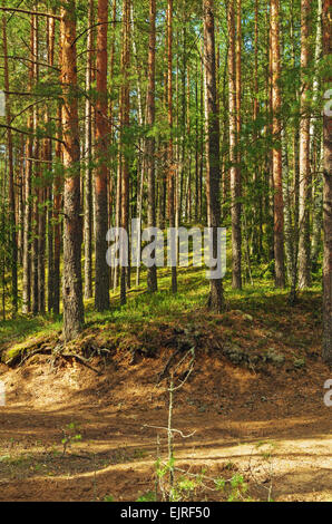 Wald - Sandweg. Stockfoto