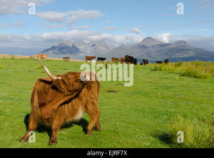 Hochlandrinder Insel eigg Stockfoto