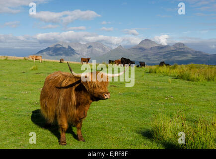 Hochlandrinder Insel eigg Stockfoto