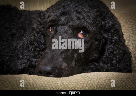 Eine blaue farbige Pudel entspannt auf dem Sofa - Nahaufnahme des Gesichts Stockfoto