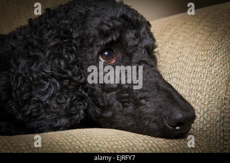 Eine blaue farbige Pudel entspannt auf dem Sofa - Nahaufnahme des Gesichts Stockfoto