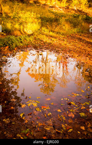 Die sich verändernden Bäume des Herbstes spiegeln sich in eine große Pfütze; hell verlässt farbige Rahmen die Pfütze. Stockfoto