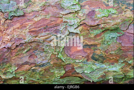 Pinus. Baumrinde Kiefer Stockfoto