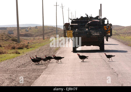 Truthähne in Mosul Soldaten in einem Stryker Fahrzeug stoppen für ein Muster von Puten 3 November beim Überqueren der Straße in der Nähe von Mosul. Die Soldaten sind mit Headquarters und Headquarters Company, 5. Bataillon, 20. Infanterie-Regiment, 3rd Stryker Brigade Combat Team, 2. US-Infanteriedivision. Sgt. Antonieta Rico, 5. Mobile Public Affairs det veröffentlicht Stockfoto