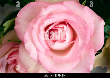 Nahaufnahme einer rosa Rose, blickte in die Blume. Stockfoto