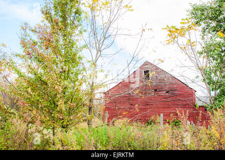 Eine alte rote Scheune mit herbstlichen Bäume um ihn herum Stockfoto