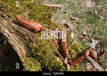 Tracking-Zeichen von teilweise gegessen Tannenzapfen auf eine graue Eichhörnchen Sciurus Carolinensis Fütterung Website Teesdale County Durham UK Stockfoto