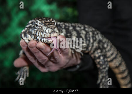 Reptil in Rufford, Southport, Windmühle Animal Farm, West Lancashire Stockfoto