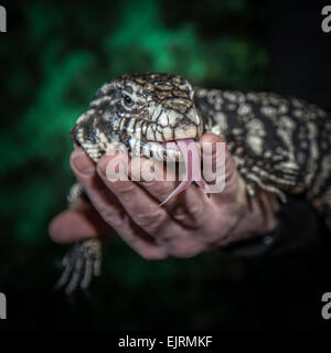 Reptile Tupinambis große Eidechse, Handhabung am Windmühle Animal Farm, Rufford, Southport, West Lancashire Stockfoto