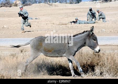 Die US Armee Scouts des Headquarters Company, 2. Bataillon, 12. Kavallerie-Regiment, 4th Brigade Combat Team, 1. Kavallerie-Division auszuwaschen ein Esel, wie sie Schlacht Bohrer auf Combat Operations Base Adder, 14. Dezember 2008 Proben. US Army Staff Sgt Brendan Stephens Stockfoto