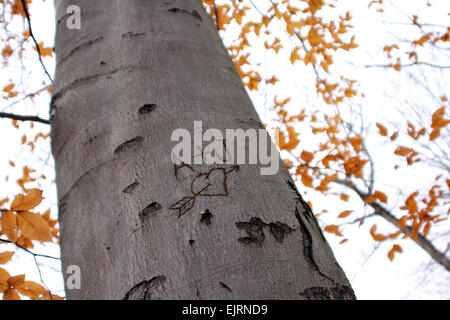 Initialen in einen Baum mit einem Herzen um sie herum geschnitzt.  Blätter im Herbst sind im Hintergrund. Stockfoto