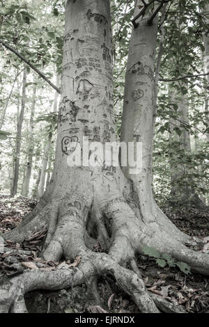 Ein Baum ist mit allen Arten von Herzen und Initialen geschnitzt. Stockfoto