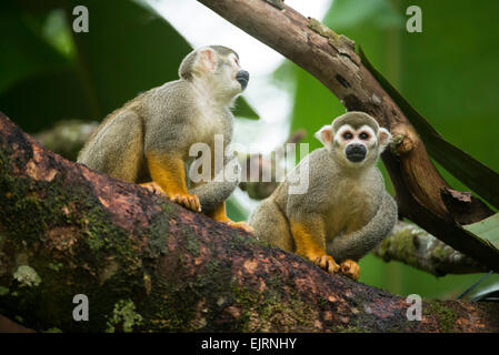 Totenkopfäffchen, Saimiri, Central Suriname Nature Reserve, Suriname Stockfoto