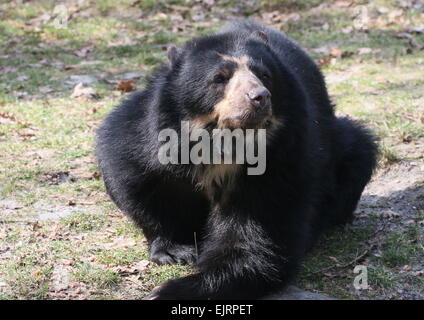 Spectacled oder Anden Bär (Tremarctos Ornatus) auf dem Boden liegend Stockfoto