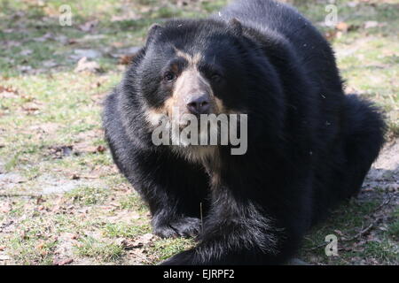 Neugierige Spectacled oder Anden tragen (Tremarctos Ornatus) close-up, auf dem Boden liegend, mit Blick auf das Objektiv Stockfoto
