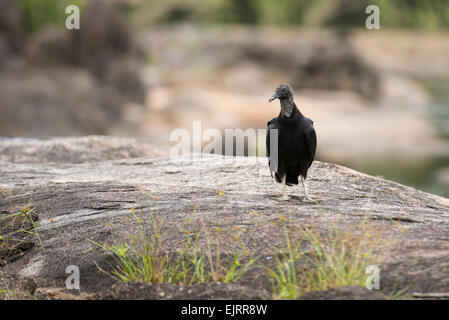 Mönchsgeier, Coragyps Atratus, Central Suriname Nature Reserve, Suriname Stockfoto