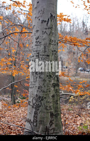 Ein Baum ist mit verschiedenen Initialen und Ausdrücke geschnitzt.  Blätter im Herbst sind im Hintergrund Stockfoto