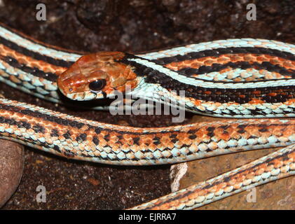 San Francisco Garter Snake (Thamnophis Sirtalis Tetrataenia) Stockfoto