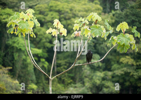 Mönchsgeier sitzt in einem Baum, Coragyps Atratus, Central Suriname Nature Reserve, Suriname Stockfoto