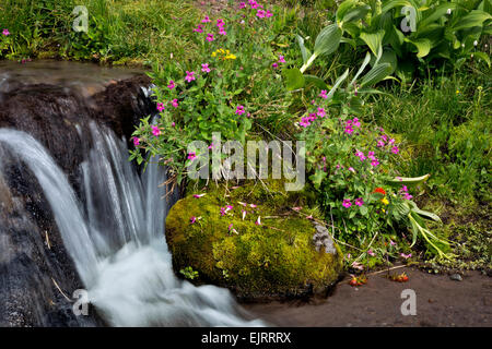 OREGON - bunte Monkey Blumen blühen an den Ufern eines kleinen Baches im Paradies Wiesenbereich des Mount Hood Wilderness Stockfoto