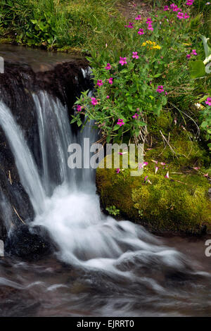 OREGON - bunte Monkey Blumen blühen an den Ufern eines kleinen Baches im Paradies Wiesenbereich der Mount Hood Wildnis. Stockfoto