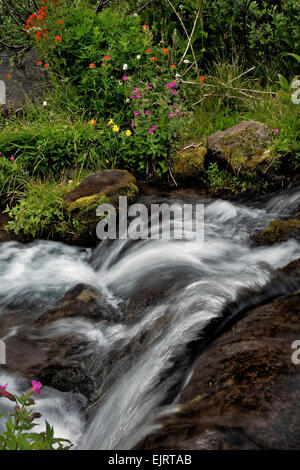 OREGON - bunte Monkey Blumen blühen an den Ufern eines kleinen Baches im Paradies Wiesenbereich des Mount Hood Wilderness. Stockfoto