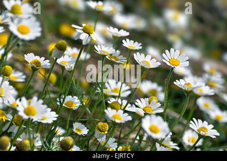 Wilde Kamille / duftende Mayweed (Matricaria Recutita / Matricaria Chamomilla) in Blüte Stockfoto