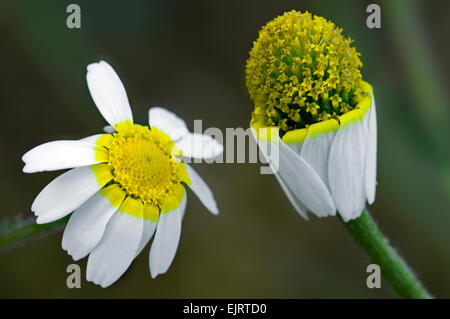 Wilde Kamille / duftende Mayweed (Matricaria Recutita / Matricaria Chamomilla) in Blüte Stockfoto